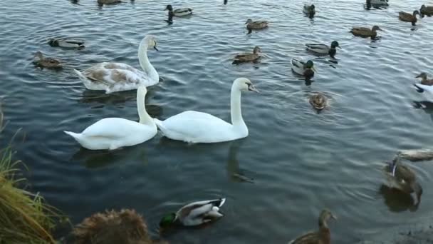 White swans and ducks slow motion — Stock Video
