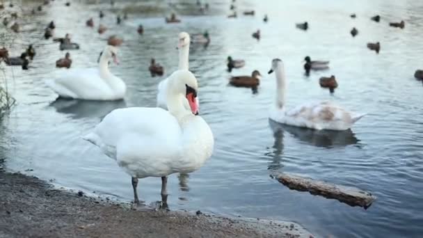 Cisne blanco limpia sus plumas — Vídeo de stock