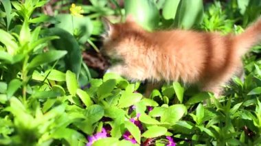 Kırmızı kedi dışarıda oynarken