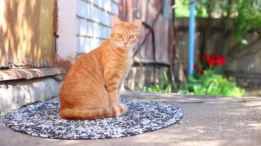 Onun anne kedi ile kırmızı kedi yavrusu
