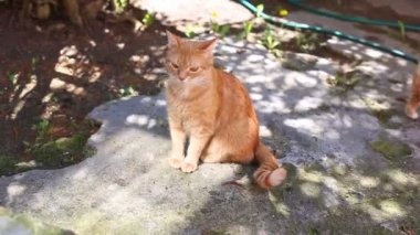 onların anne kedi ile yavru kedi