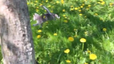 Çimenlerin üzerinde kabarık gri kedicik