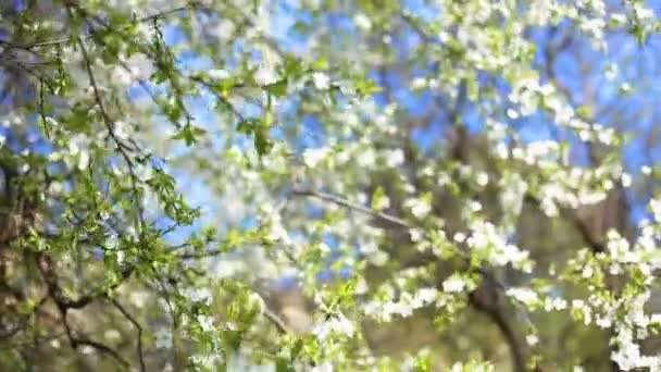 Apfelblüten im Frühling — Stockvideo