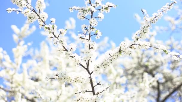 Flores de manzana en primavera — Vídeo de stock