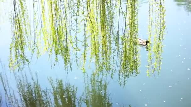 Zwei Enten im Fluss — Stockvideo