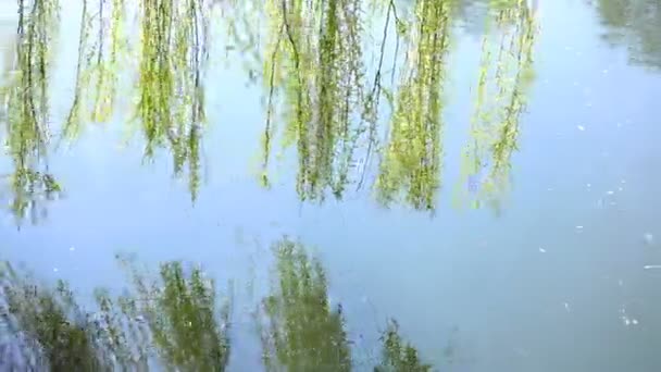 Weeping willow ovanför floden — Stockvideo