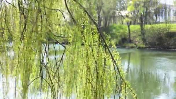 Weeping willow ovanför floden — Stockvideo