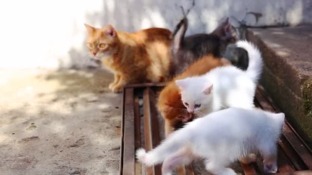 Kittens met hun moeder kat — Stockvideo