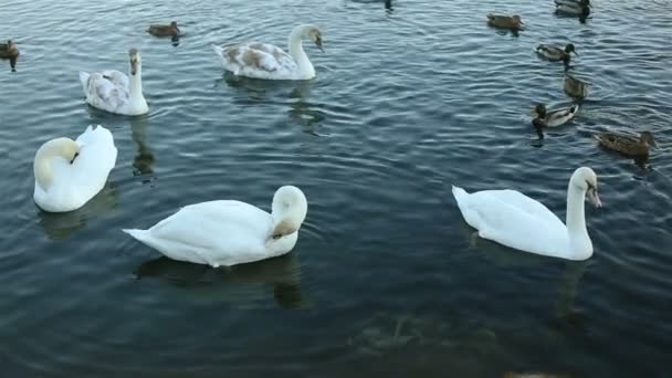 Cisnes brancos e patos câmera lenta — Vídeo de Stock