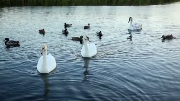 Cisnes brancos e patos câmera lenta — Vídeo de Stock