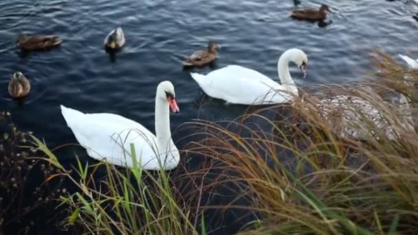 Cisnes brancos e patos câmera lenta — Vídeo de Stock