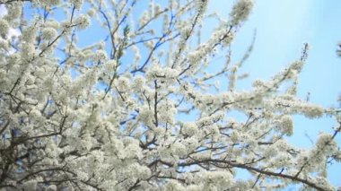 güzel bir elma ağacı dalı