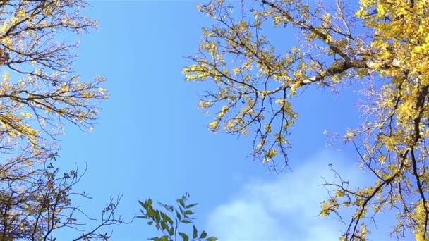 Bosque de otoño brillante — Vídeo de stock