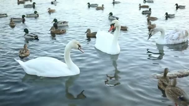 白の白鳥し、アヒルのスローモーション — ストック動画