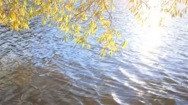 Şube rüzgarda su üzerinde sways.