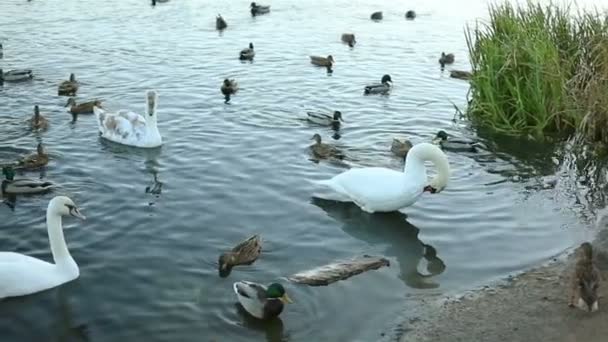 White swans and ducks slow motion — Stock Video