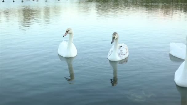 Cisnes brancos no lago câmera lenta — Vídeo de Stock