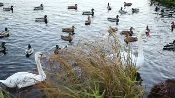 Cisnes brancos e patos câmera lenta — Vídeo de Stock