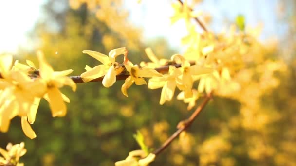 Flowers yellow Rhododendron — Stock Video