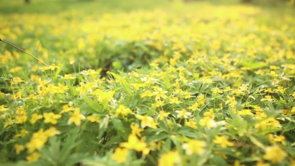 Spring flower field — Stock Video