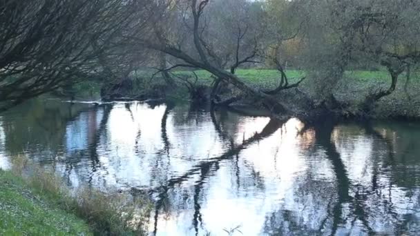 Small river. Camera movement — Stock Video