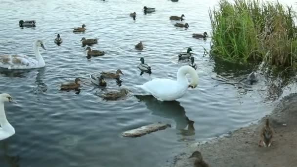 Cisnes blancos y patos en cámara lenta — Vídeo de stock