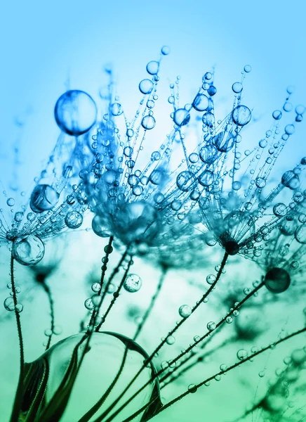 Foto macro abstrata de sementes de plantas com gotas de água . — Fotografia de Stock