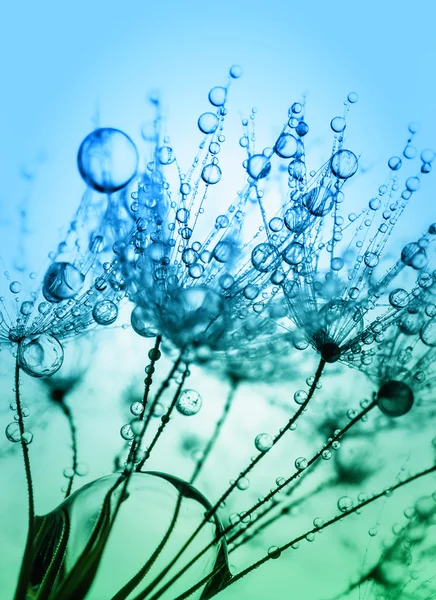 Abstract macro foto van plant zaden met water drops. — Stockfoto