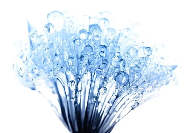 Анотація макро фото насіння рослин з краплями води . — стокове фото