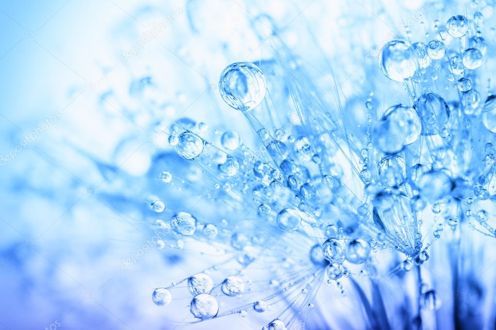 Abstract macro photo of plant seeds with water drops.