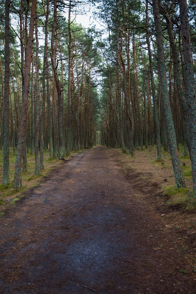 Entrance to the Dancing forest.