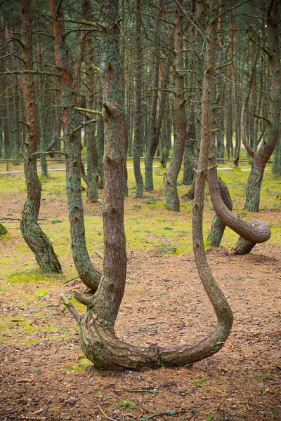 Ormanda dans. — Stok fotoğraf