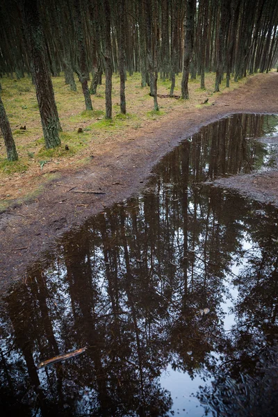 Bosque de pinos reflejado en un charco . — Foto de Stock