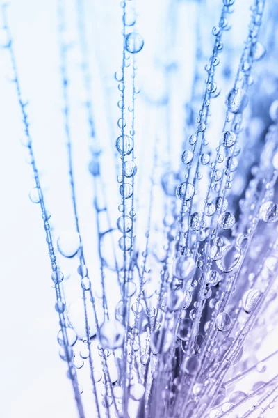 Abstract macro foto van plant zaden met water drops. — Stockfoto