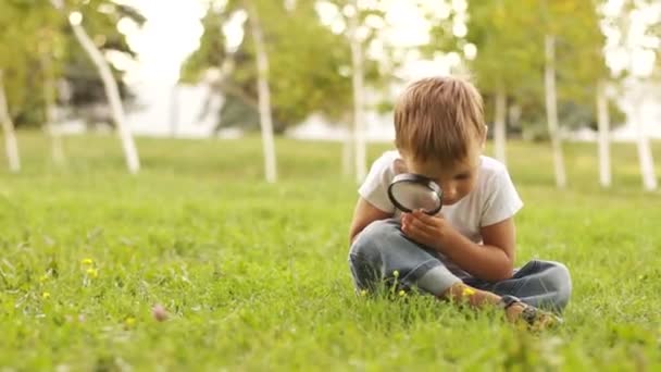 Little boy studying wildlife — Stock Video