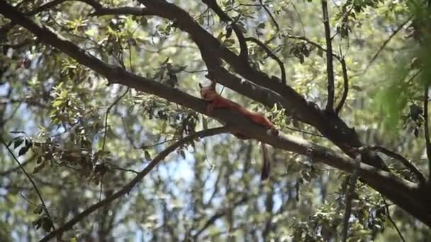 Esquilo descansando em um ramo . — Vídeo de Stock