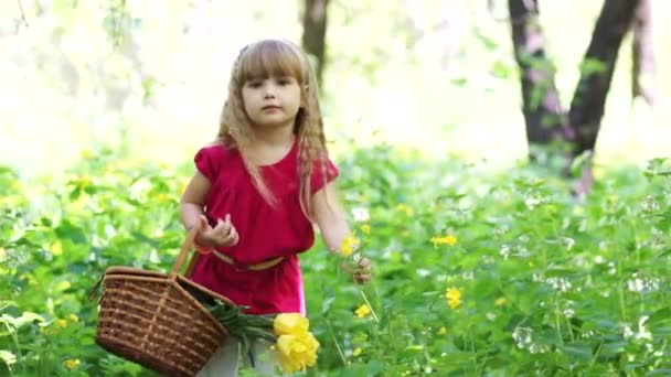 Flicka med korg samla blommor — Stockvideo