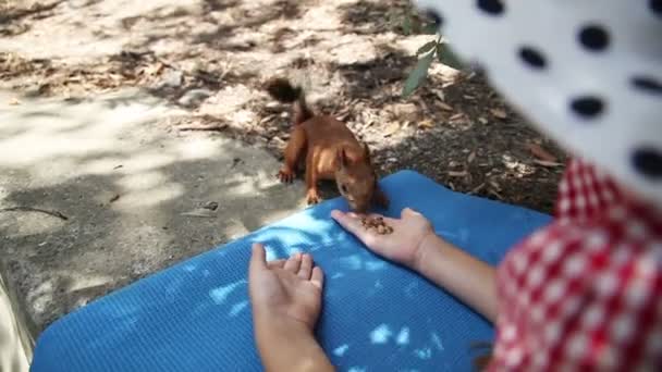 Menina feliz alimentando um esquilo — Vídeo de Stock