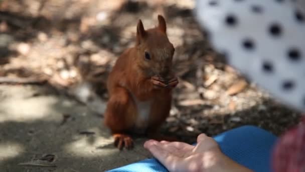 Nimal eats from the hand — Stock Video