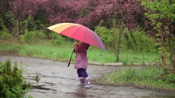 Flicka med ett paraply promenader — Stockvideo