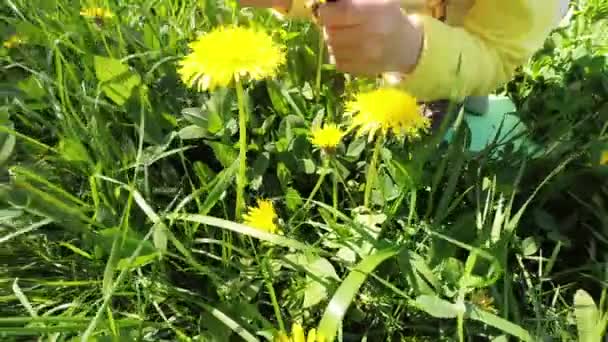 Girl with lollipop studying flowers — Stock Video