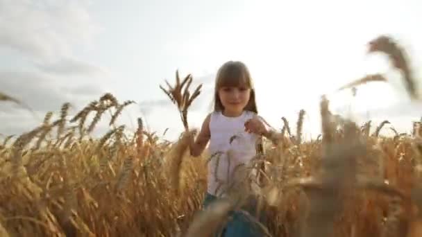 Chica caminando a través del campo de trigo — Vídeo de stock