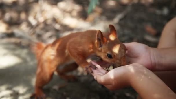 Ardilla tomando comida de las manos — Vídeo de stock