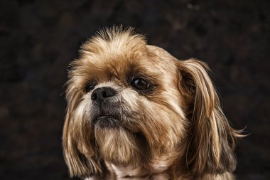 Lhasa Apso köpek sevimli closeup