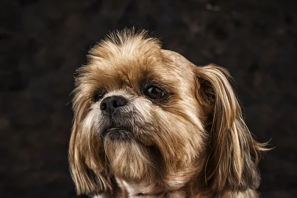 Niedliche Nahaufnahme eines Lhasa Apso Hundes — Stockfoto