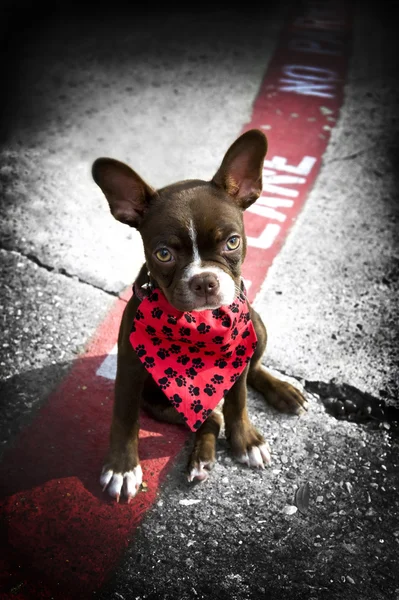 Şirin köpek yavrusu kırmızı bandana ile görüntü — Stok fotoğraf