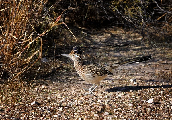 Roadrunner door langs de weg — Stockfoto