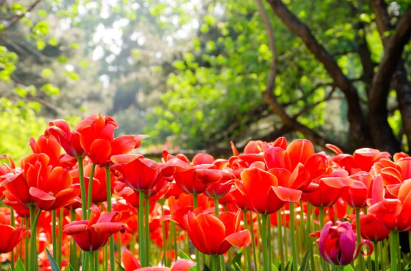 Tulpen — Stockfoto