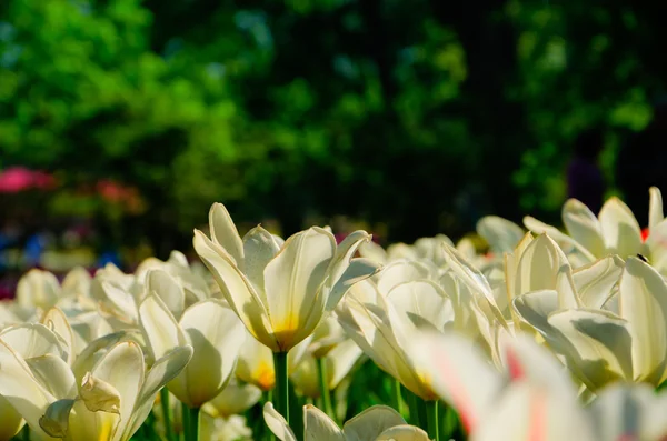 Tulipanes —  Fotos de Stock