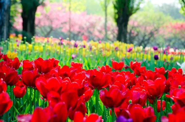 Tulips — Stock Photo, Image